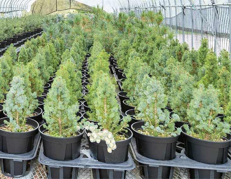 沢山の観葉植物