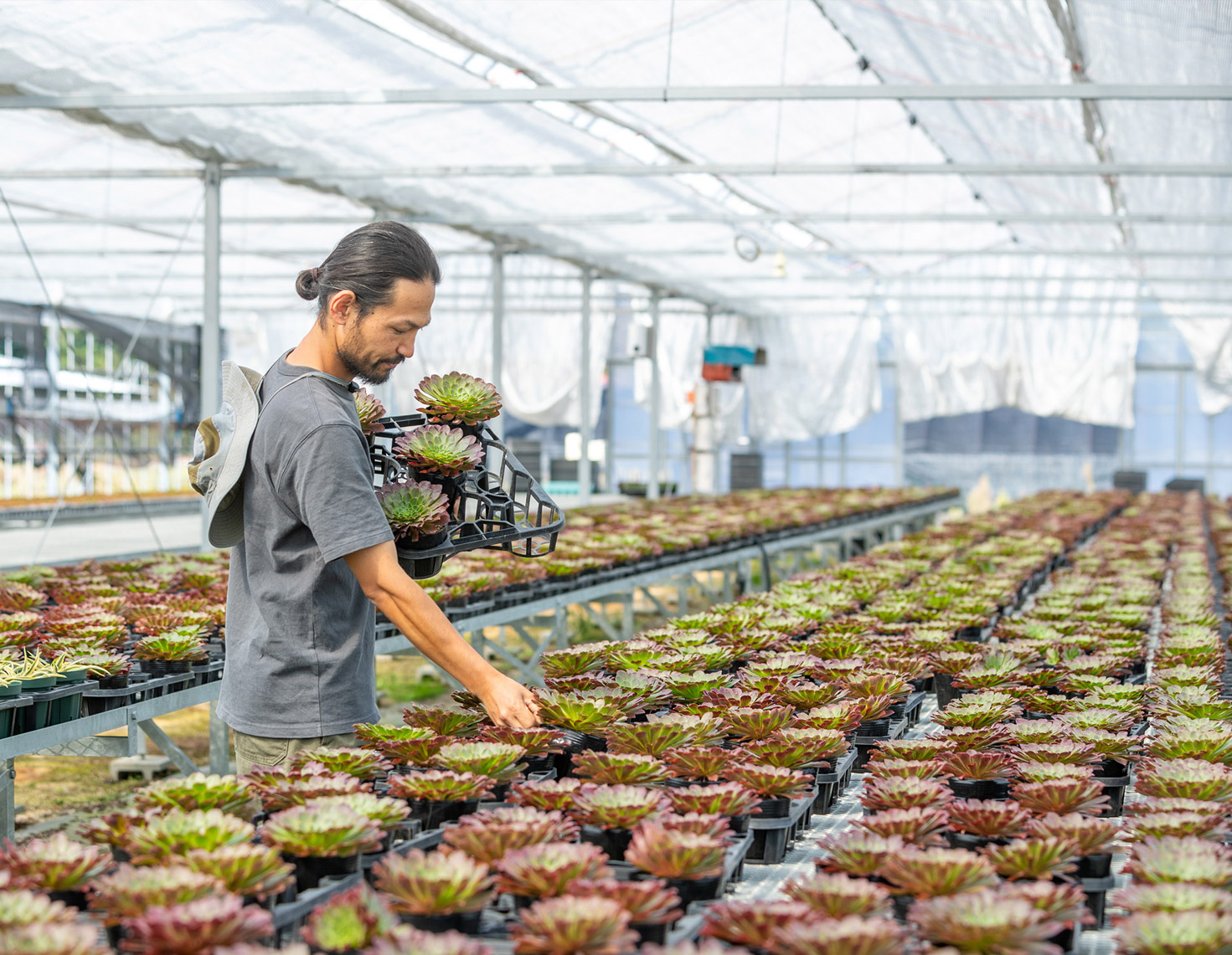 多肉植物の世話をする麻野間さん