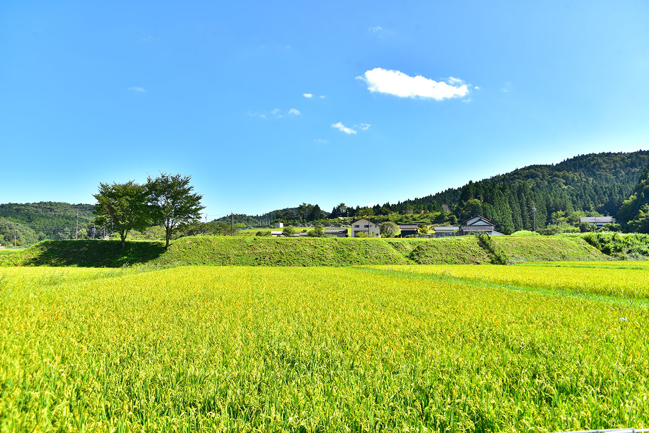 稲が実る田んぼの写真