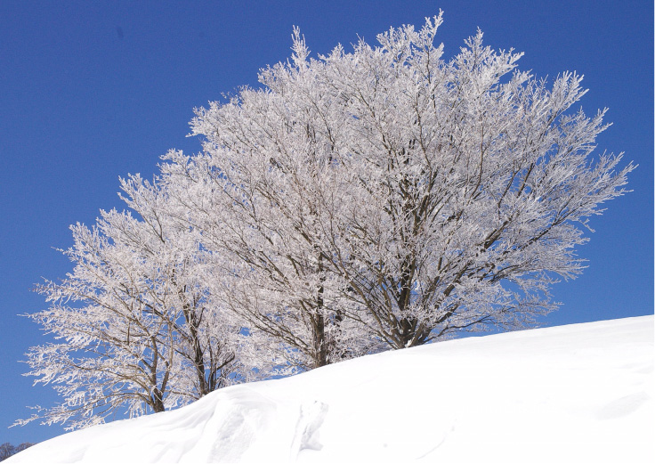 雪を纏った木
