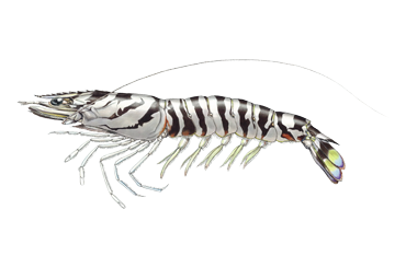 イワシやタコ、アサリ、カニ、アジなどの簡単お魚レシピでキレイになろう!あいちのおさかなコンシェルジュ
