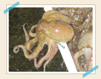 タコ