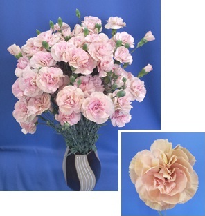 花瓶に生けたカーネアイチ7号の花束と花の拡大写真