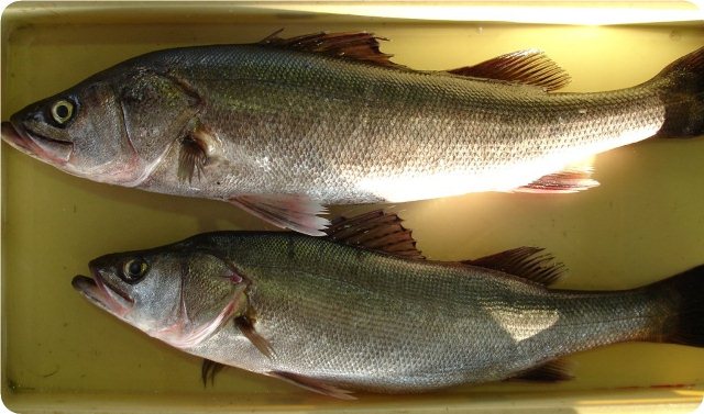 スズキ あいちの四季の魚 秋 愛知県