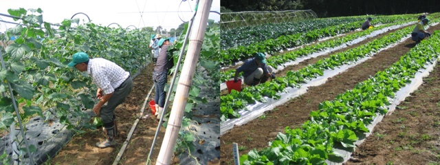 キュウリ、秋冬野菜の栽培