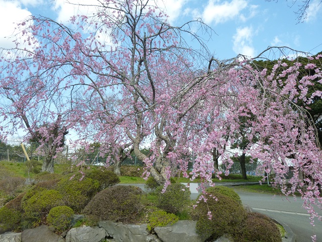 桜淵公園1
