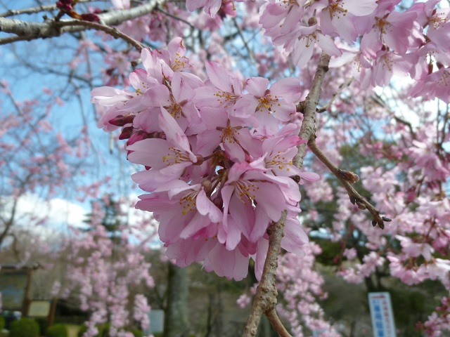 桜淵公園2