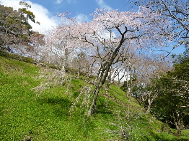 桜淵公園4