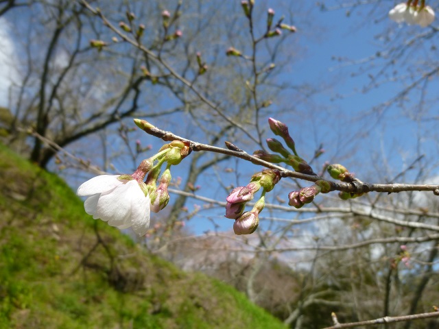 桜淵公園5