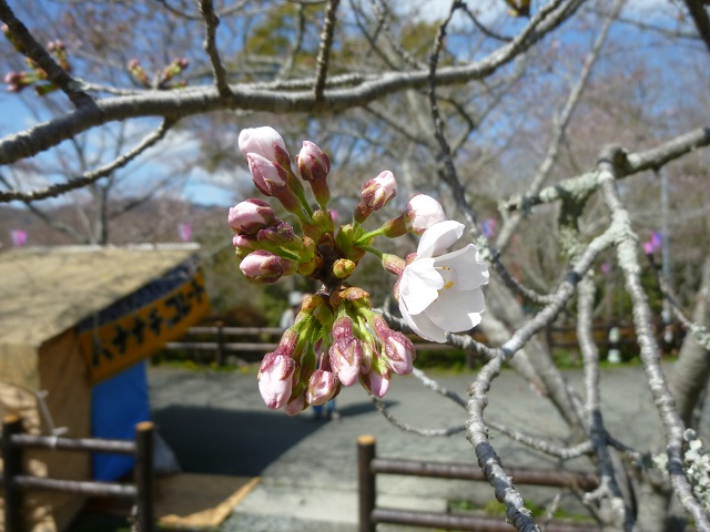 桜淵公園8