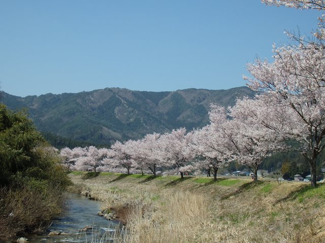 コヒガン桜