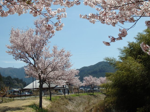 コヒガン桜