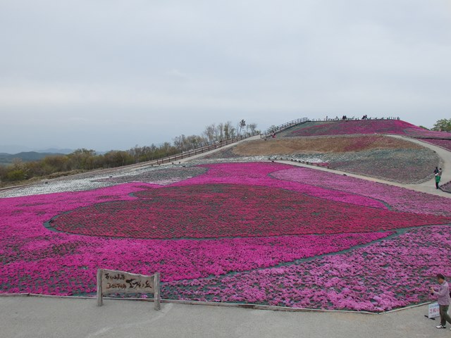 芝桜の丘