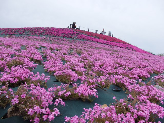 芝桜