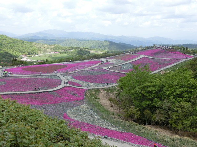 芝桜の様子