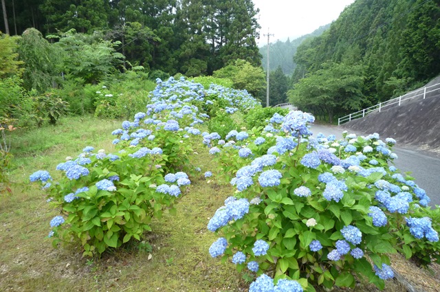 設楽町平山地内