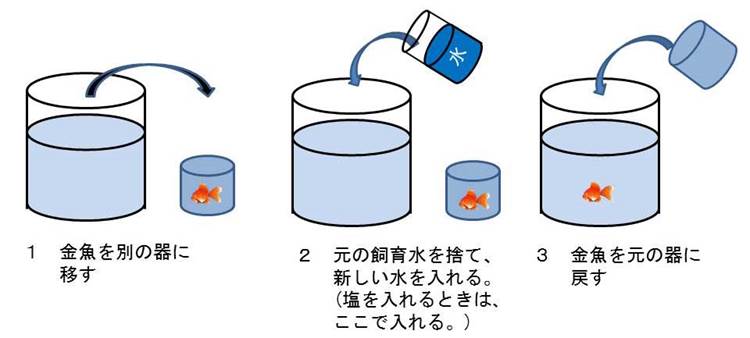 金魚を飼育してみよう 愛知県