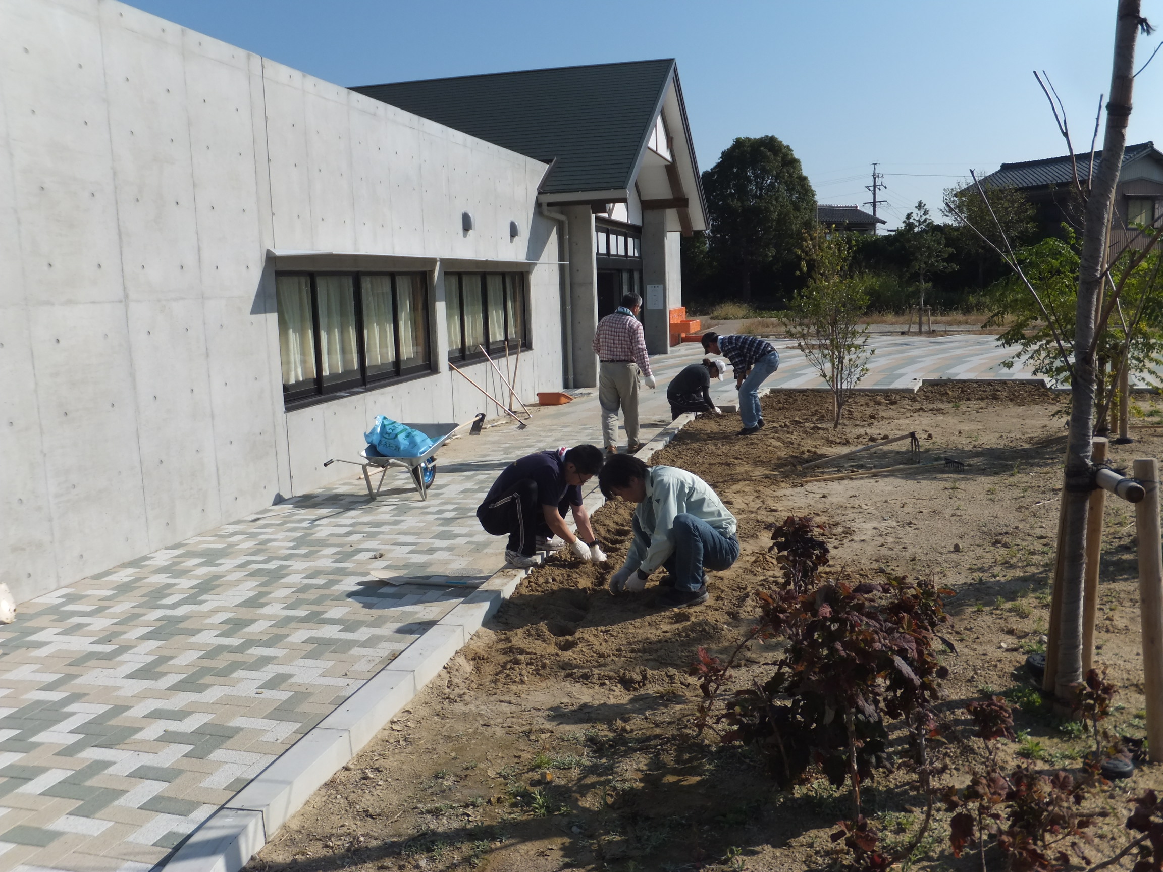 サフラン植え付け中（10月19日）