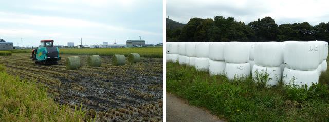稲WCS収穫風景