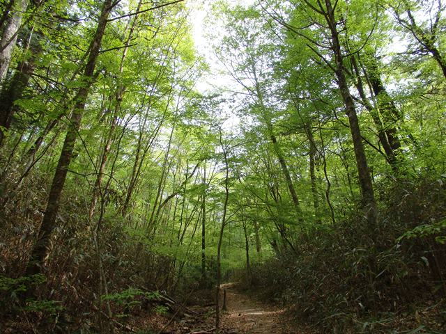 広葉樹林の中の散策路