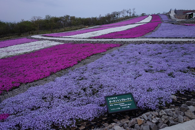 芝桜