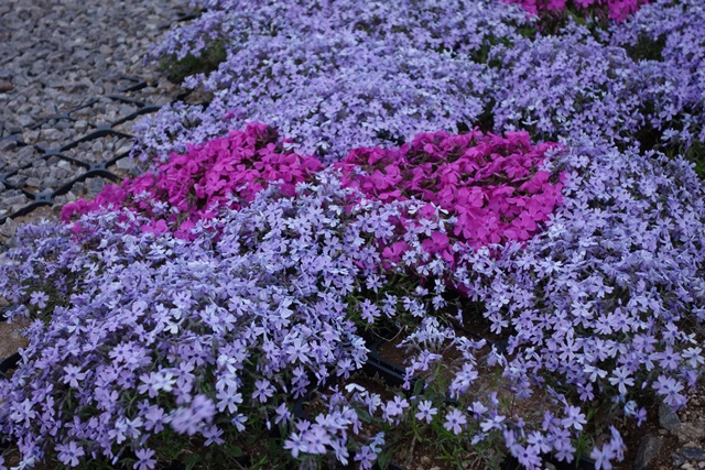 芝桜