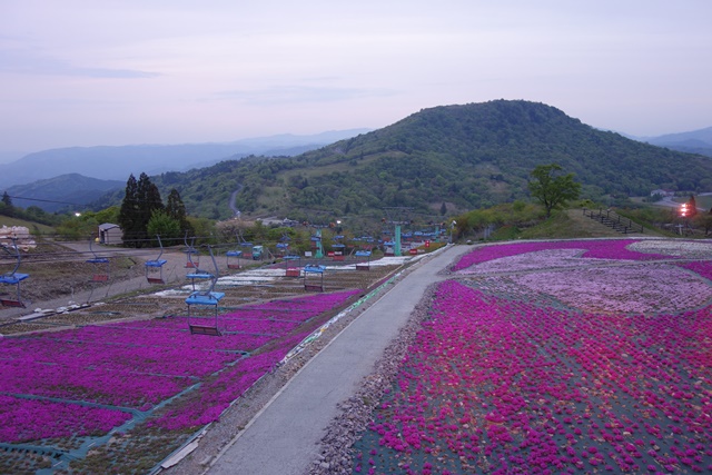 芝桜