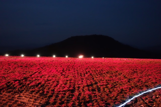 芝桜