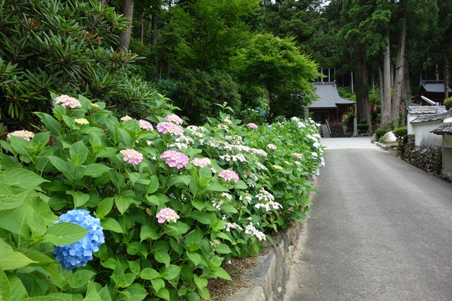 参道沿いのアジサイ