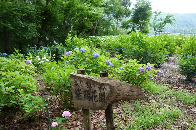 紫陽花園