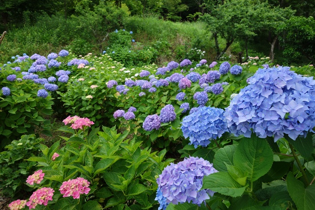 色とりどりのあじさいの花