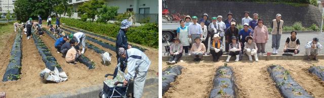 「つつじ荘」サツマイモ栽培支援