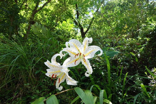 表参道入り口の「鳳来寺百合」