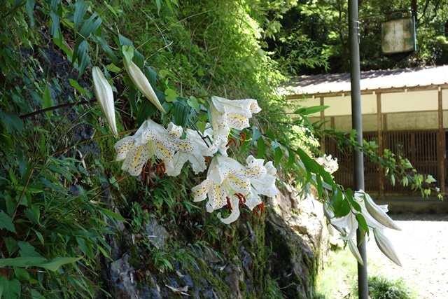 鳳来寺宿坊前