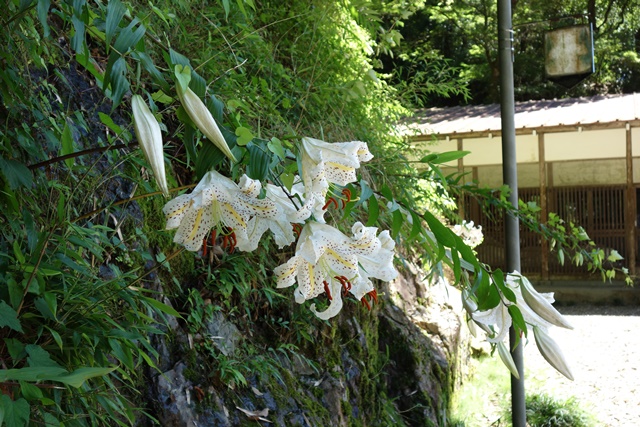 鳳来寺宿坊前