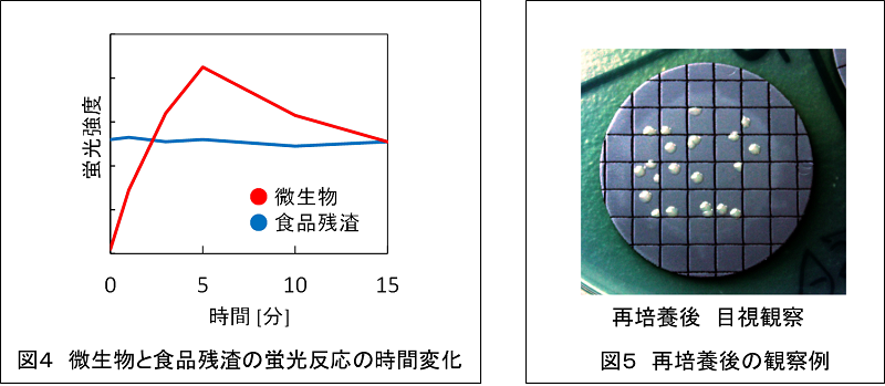 図4　微生物と食品残渣の蛍光反応の時間変化　　図5　再培養後の観察例