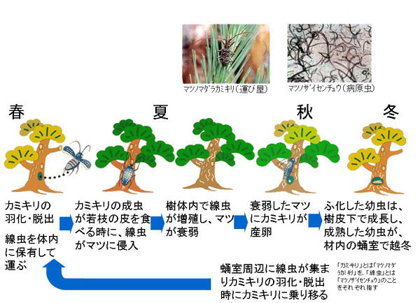 森林病害虫の防除 - 愛知県