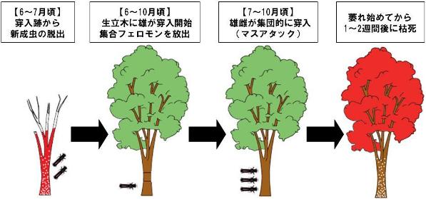 ナラ枯れのサイクル