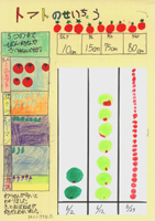 トマトのせいちょう　