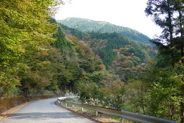 斜面が色づき始めました。