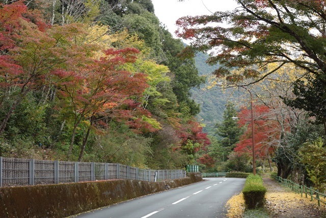 道路沿い紅葉