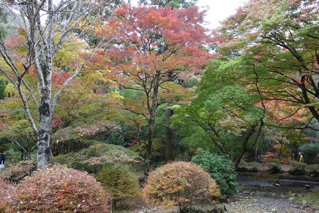 愛知県民の森 と 鳳来峡 の紅葉 愛知県