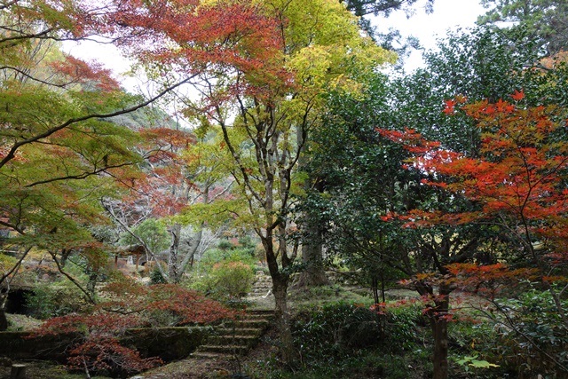 愛知県民の森 と 鳳来峡 の紅葉 愛知県