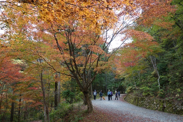 愛知県民の森 と 鳳来峡 の紅葉 愛知県