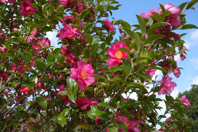 サザンカの花