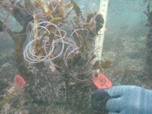 生分解性繊維を絡ませたサガラメ生長点の保護技術