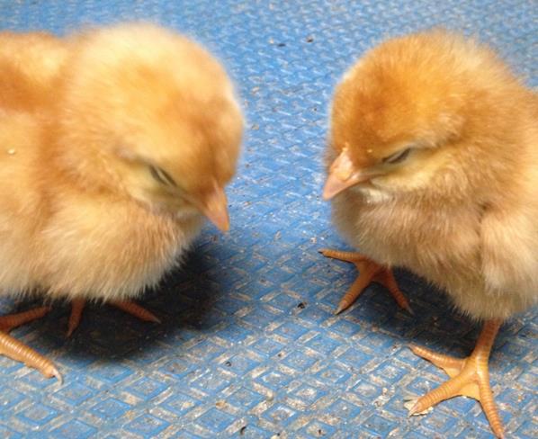 生まれたばかりのひよこ