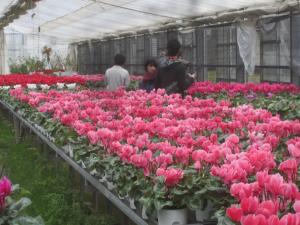 出荷最盛期のシクラメン
