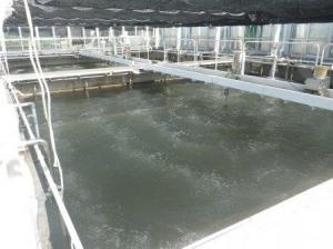 栽培漁業センターのクルマエビ飼育水槽
