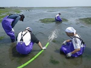 ホースの先端から稚エビが放流されている様子